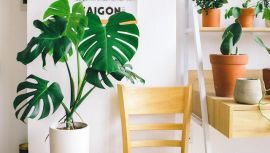 Indoor Plants From Bloomscape to Elevate Your Room Aura